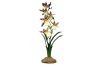 orchidée araignée KOMODO