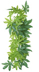 plante en soie abutilon